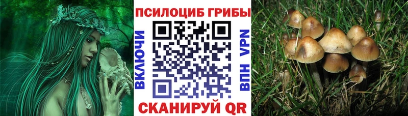 хочу   Анива  Галлюциногенные грибы Psilocybine cubensis 